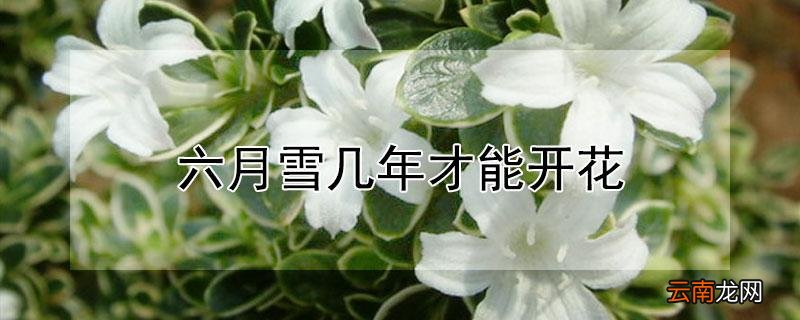 六月雪几年才能开花