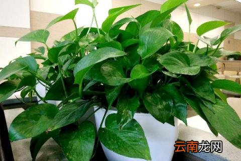 绿萝烂根是什么原因
