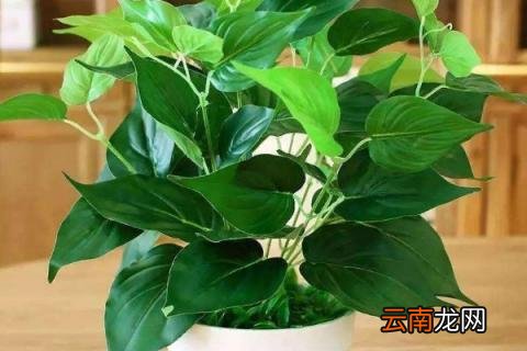 绿萝烂根是什么原因
