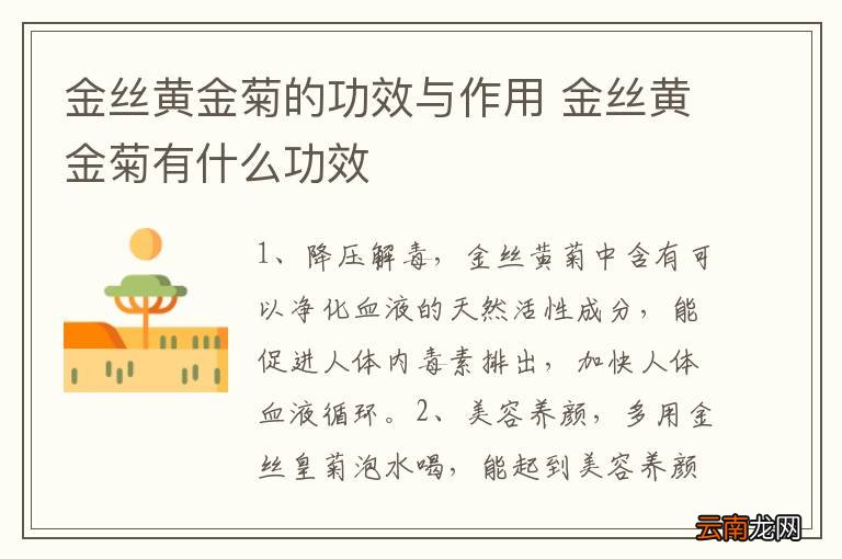 金丝黄金菊的功效与作用 金丝黄金菊有什么功效