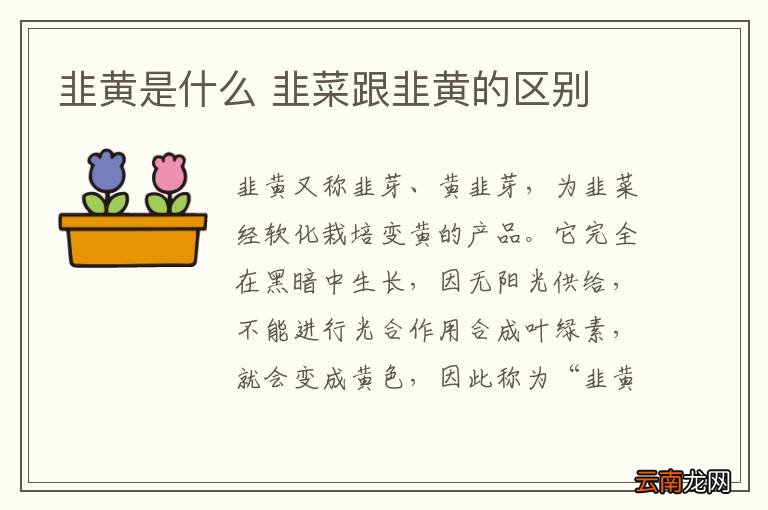 韭黄是什么 韭菜跟韭黄的区别