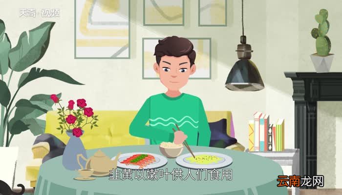 韭黄是什么 韭菜跟韭黄的区别