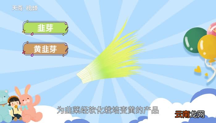 韭黄是什么 韭菜跟韭黄的区别