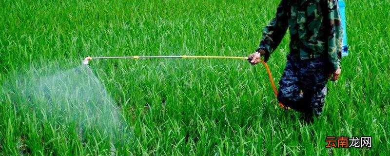水稻出齐穗打什么农药，间隔几天可以打一次