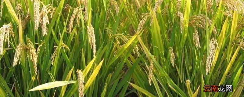 打谷子是几月份，用什么打? 一般打谷子是几月份
