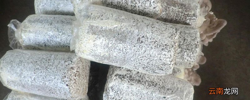 菌种是什么，菌株和菌种的区别