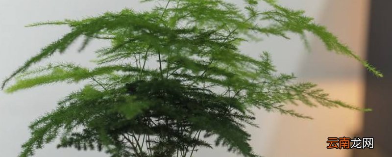 云竹叶子发黄怎么回事