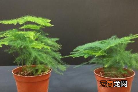云竹叶子发黄怎么回事