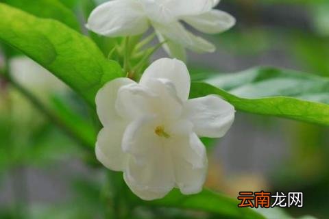 家里为什么不能种茉莉