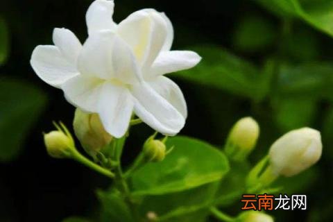 家里为什么不能种茉莉