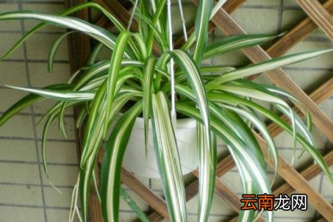 吊兰叶子尖发黄怎么办