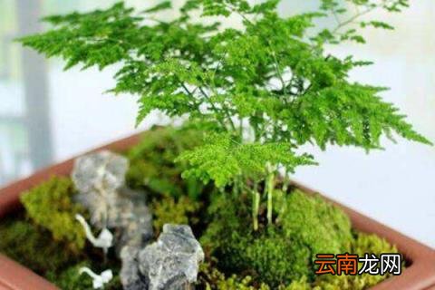 文竹叶子发黄怎么挽救