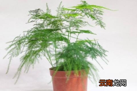 文竹叶子发黄怎么挽救
