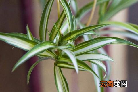 吊兰为什么要放鸡蛋壳
