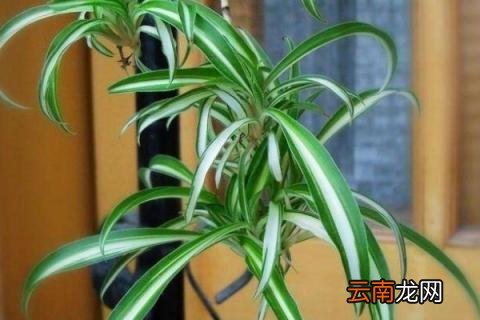吊兰为什么要放鸡蛋壳
