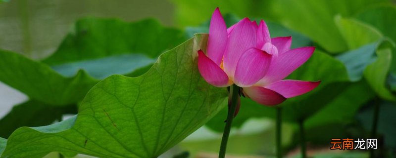 家里养荷花有忌讳吗