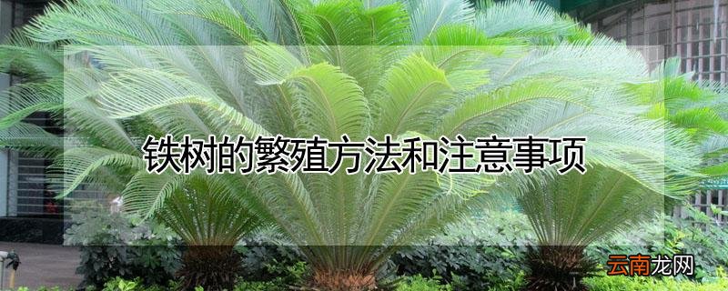铁树的繁殖方法和注意事项