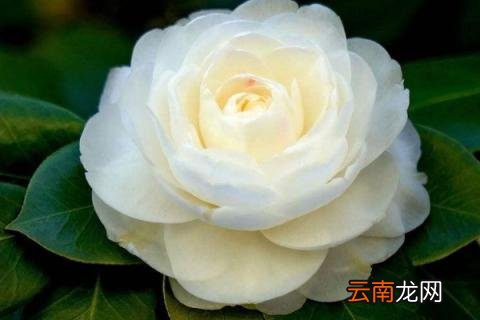茶花叶子发黑掉了是什么原因