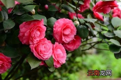 茶花叶子发黑掉了是什么原因