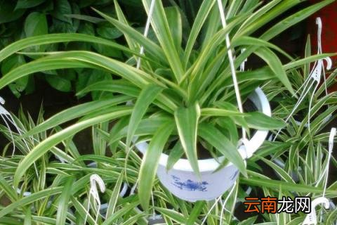 卧室适合放什么植物