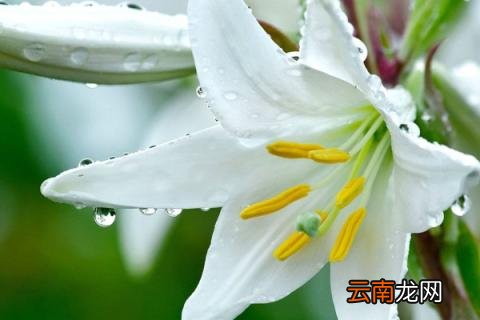 百合种植方法和时间