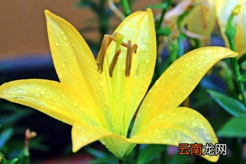 百合种植方法和时间