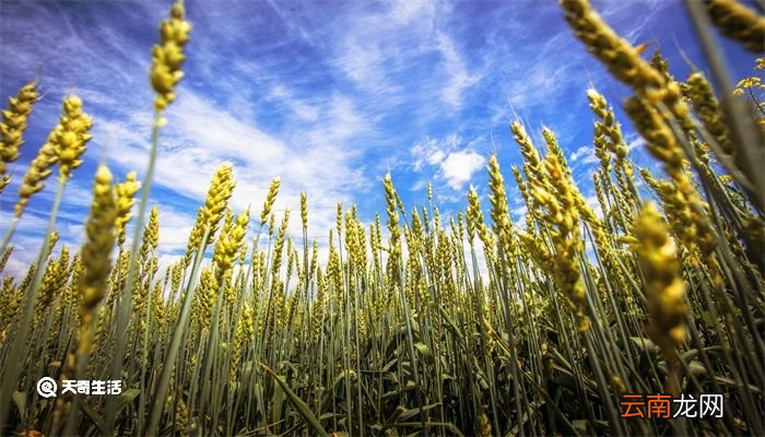 立夏是几月几号2021年 立夏是几月几号