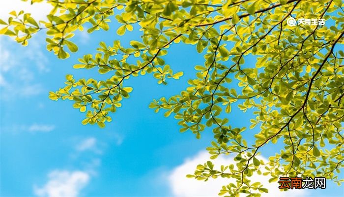 立夏是几月几号2021年 立夏是几月几号