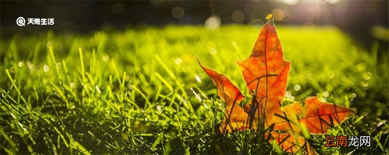 秋天的句子短句唯美 秋天的句子短句