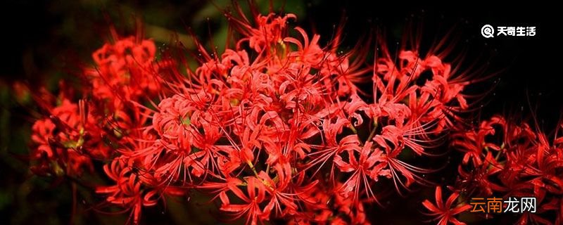 彼岸花的花语是什么 彼岸花的花语