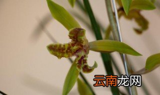 兰花防虫最简单的方法 兰花如何防虫