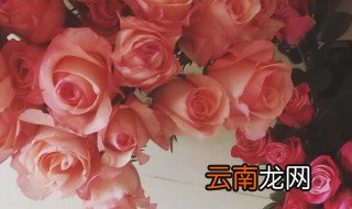 玫瑰花怎么做胭脂片 玫瑰花做胭脂片的方法