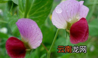 豌豆尖花的介绍 豌豆尖知识介绍