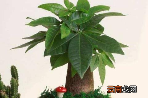 发财树浇水往哪里浇