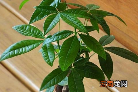发财树浇水往哪里浇