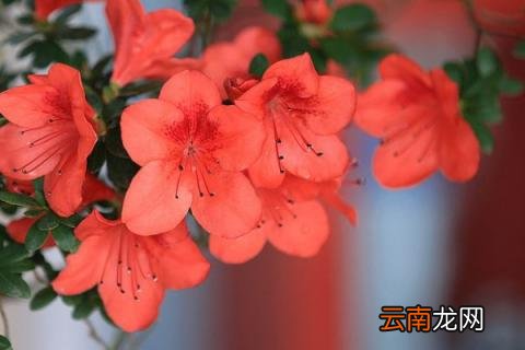 杜鹃花怎么养家庭养法