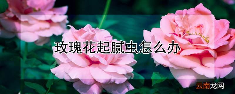 玫瑰花起腻虫怎么办