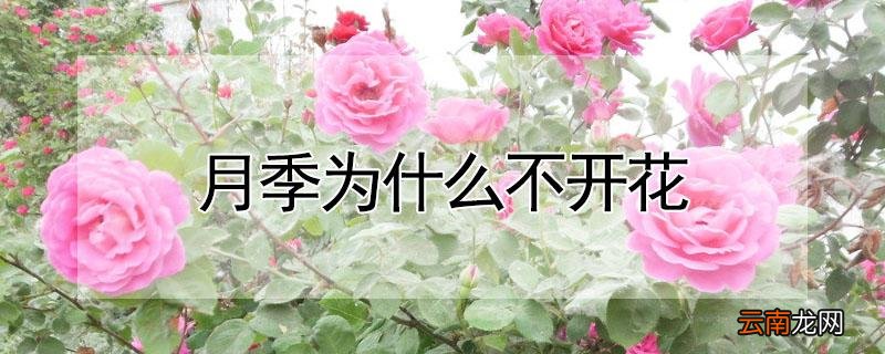 月季为什么不开花