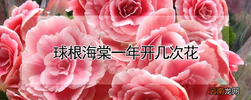 球根海棠一年开几次花