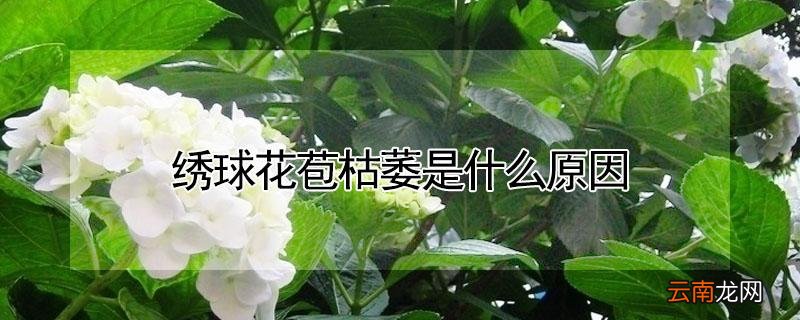 绣球花苞枯萎是什么原因