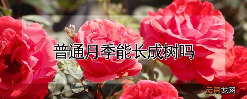 普通月季能长成树吗