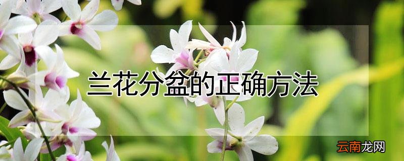 兰花分盆的正确方法