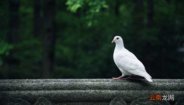 鸿雁传书源于哪个历史故事 鸿雁传书源自于哪个历史典故