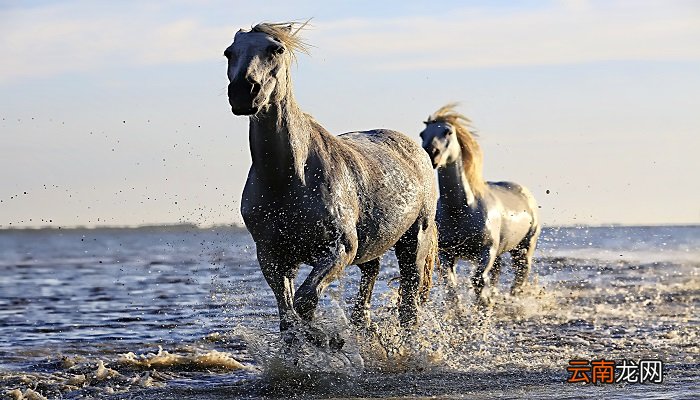 古代骑马一天多少公里 古时候骑马一天走多远