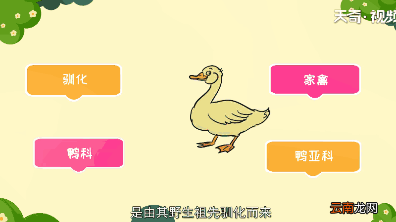鸡鸭为什么飞不高 鸡鸭为何飞不高