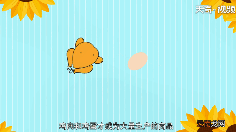 鸡鸭为什么飞不高 鸡鸭为何飞不高