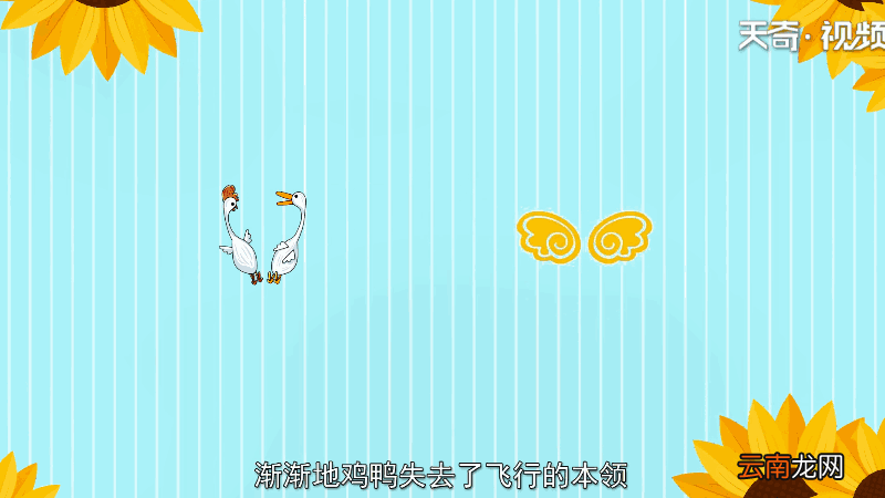 鸡鸭为什么飞不高 鸡鸭为何飞不高