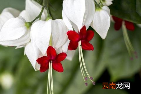 龙吐珠有几种颜色