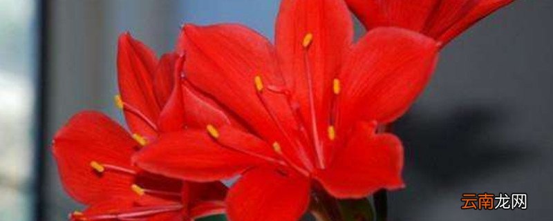 紫根兰一年开几次花