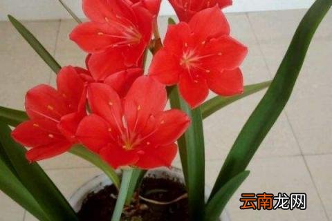 紫根兰一年开几次花